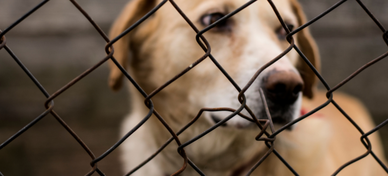 Abbandono di animali: è reato ex art. 727 c.p., cosa si rischia?